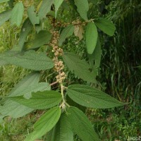 Debregeasia longifolia (Burm.f.) Wedd.